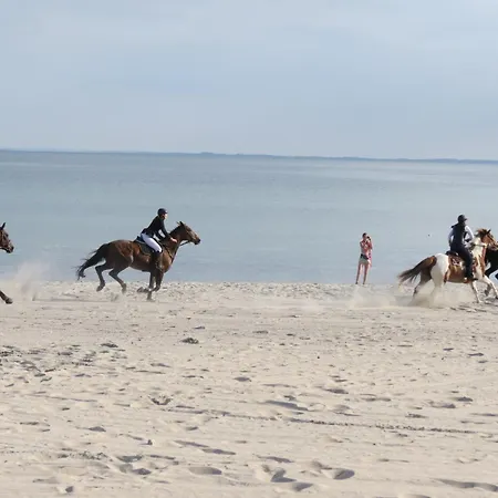 Rosa Canina, W10 Kellenhusen